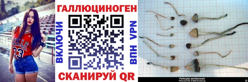 сколько стоит  Советск  Псилоцибиновые грибы MAGIC MUSHROOMS 